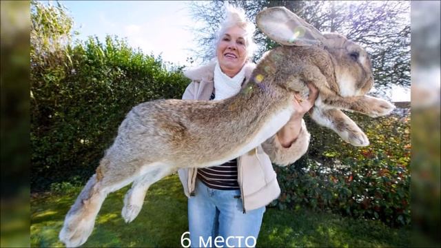 ТОП 10 АНАМАЛЬНО БОЛЬШИХ ЖИВОТНЫХ смотреть онлайн