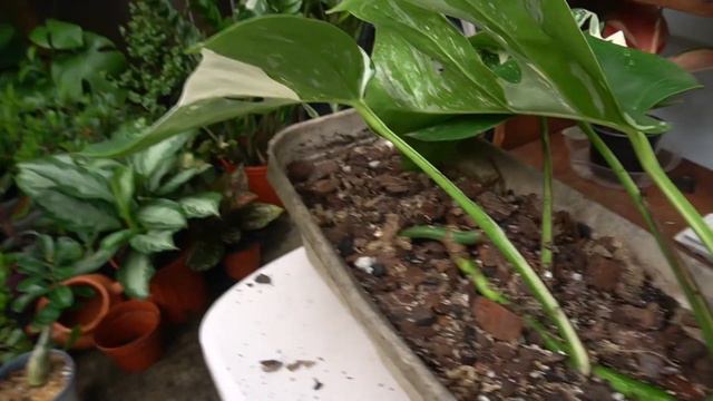 How to propagate Monstera Albo 100% success!! смотреть онлайн