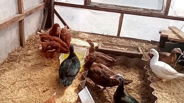 Как узнать что селезень топчет уточку смотреть онлайн