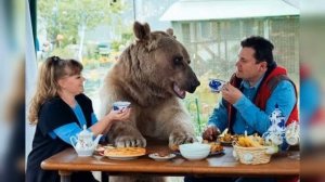 Домашний медведь