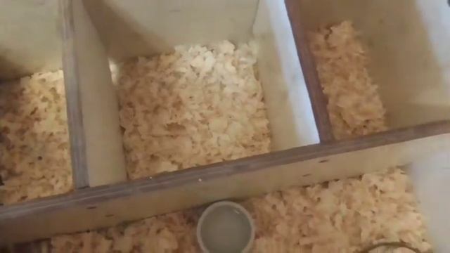 У меня теперь живёт мышь полёвка :) смотреть онлайн