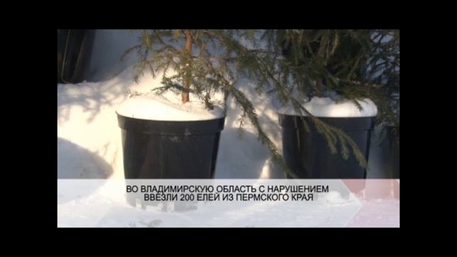 Во Владимирскую область с нарушением завезли более 200 елей из Пермского края смотреть онлайн