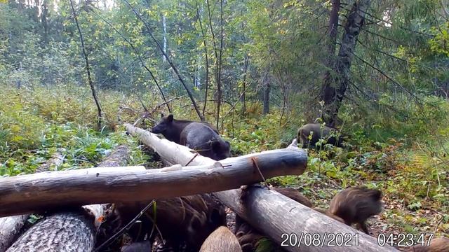 Семья кабанов на солонце.Делаем кормушку для кабанов.В мире Животных(2) смотреть онлайн