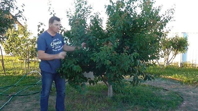 Результат жесткой обрезки абрикоса на омоложение смотреть онлайн