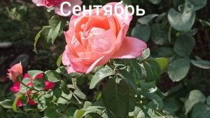 Роза "Мадмуазель Мейян". Вспоминаем лето 2022.