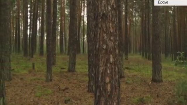 Полиграф уссурийский и сосновая совка угрожают Алтайским лесам смотреть онлайн