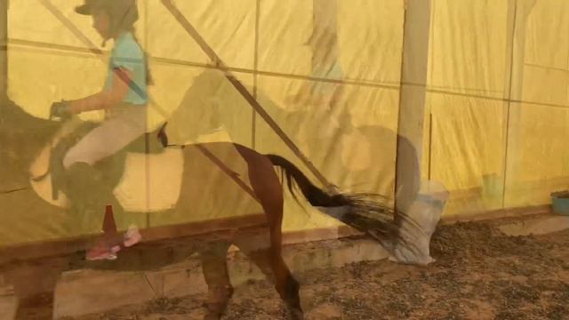 Лошади. Первые уроки выездки моей принцессы. Конный спорт для детей. Езда в манеже.Конюшня Гришкино смотреть онлайн