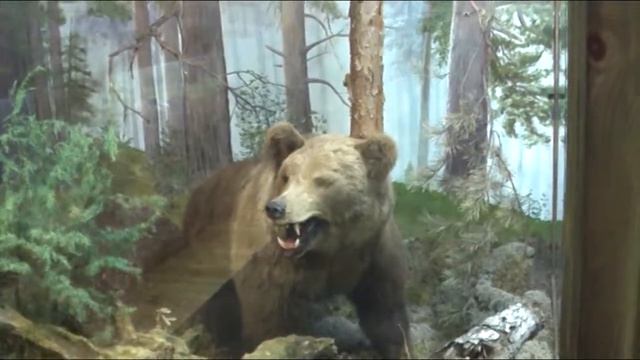 Окский государственный природный заповедник смотреть онлайн