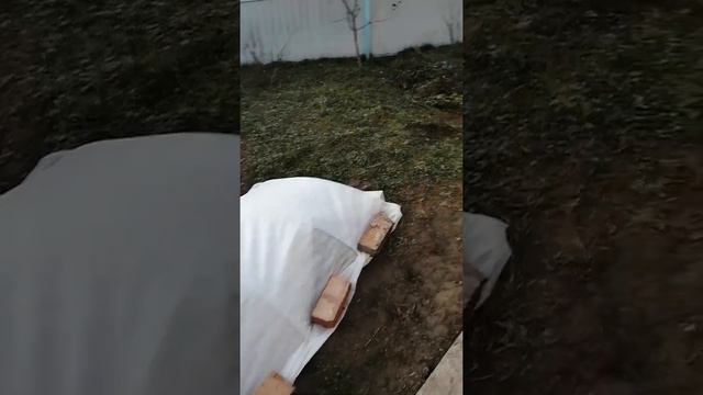 Розы укрыты! Прощаемся до весны. смотреть онлайн