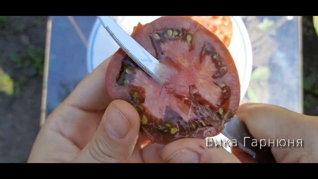 томат Груша черная смотреть онлайн