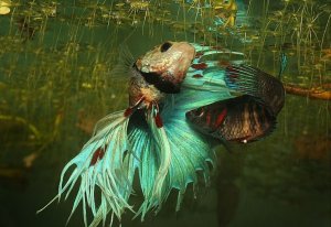 НЕРЕСТ ПЕТУШКОВ. Продолжение. SPAWNING MALES. Continued