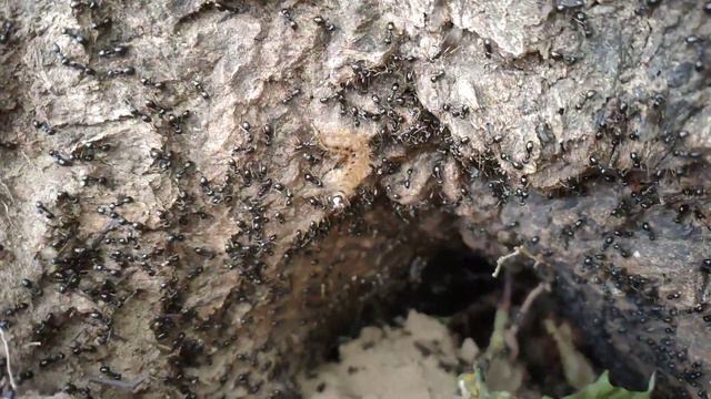 Муравейник живёт, кто-то лапку сломал - не в счёт (с) Виктор Цой. Замедленная съемка. slow motion смотреть онлайн