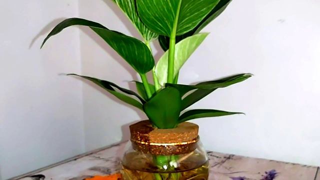 @NEW INDOOR PLANT THE CALATHEA OR PRAYER PLANT...🇨🇦🇨🇦🇨🇦 смотреть онлайн