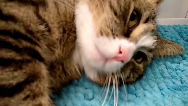 Ленивый кот. Толстый кот смотреть онлайн