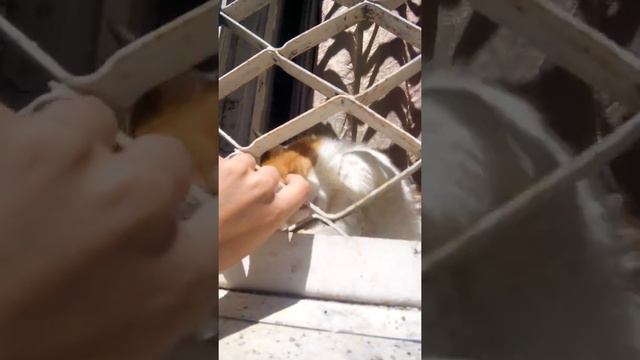 Котик скучает смотреть онлайн