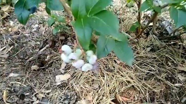 SOS. Что с голубикой? Часть 2. 2019 год