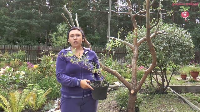 Описание сортов ивы: Ива Шатёр, Свердловская извилистая ива, Ива №546 и Ива Шверина смотреть онлайн