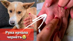 Собака ПОКУСАЛА МАМУ, звонили в скорую