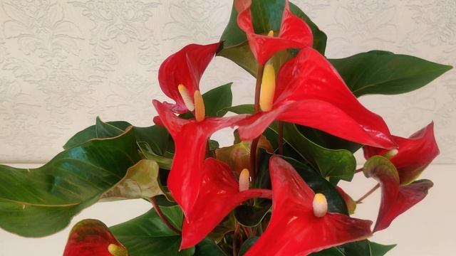 #ЦветыВместе #Антуриум динамид ред / #Anthurium dynamite Red 17/55 (Ultra #HD #4K #2160p60FPS) смотреть онлайн