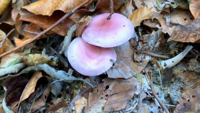 Rosa Rettichhelmling, Mycena rosea | + Vergleich mit Violettem Rötelritterling, Lepista nuda смотреть онлайн