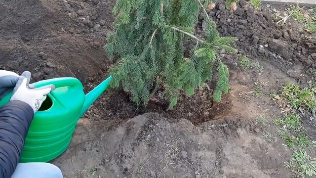 Посадка хвойных растений на участке. Ель Акрокона, Ель Пуш и сосна Винтер Голд. смотреть онлайн
