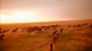 Максат ажы Токтомушев. Жылкы тууралуу баяны.