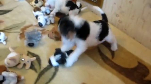 Щенки жестошёрстного фокстерьера смотреть онлайн