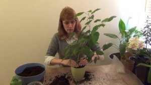 Весенняя пересадка и обрезка гибискуса