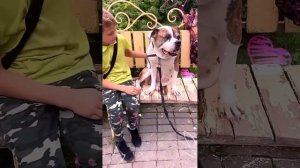 Американский Бульдог #амбуль