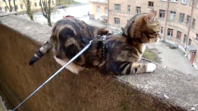 MOV08104 смотреть онлайн