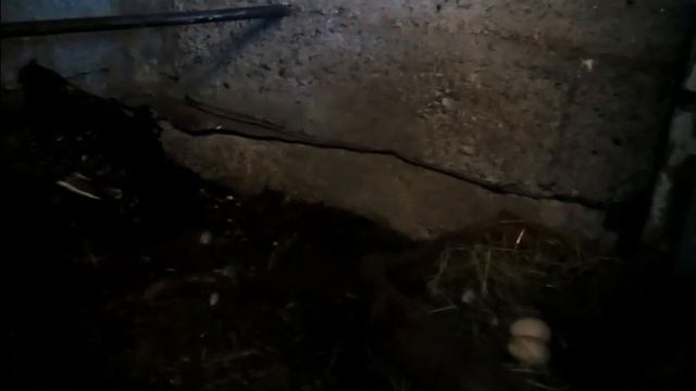 Как заставить несушку высиживать яйца смотреть онлайн