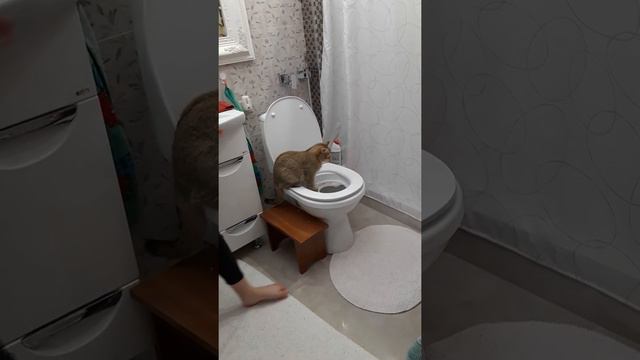 На унитаз британка ходит только с просьбой!!! смотреть онлайн