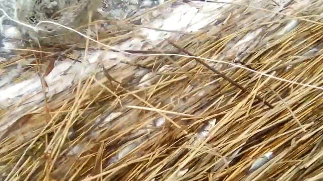 Рыбалка уровень бох смотреть онлайн