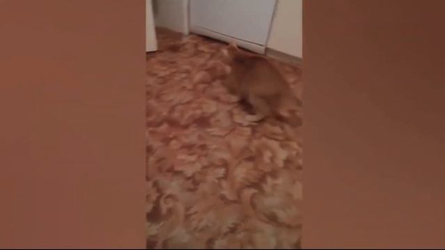 Собаки Грызут Автомобиль / Реакция Автовладельца / Вредные животные смотреть онлайн