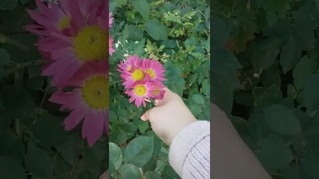 Лучшие цветы для осени. Многолетние Хризантемы. смотреть онлайн