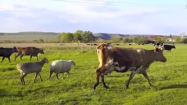 Березняки.m4v смотреть онлайн