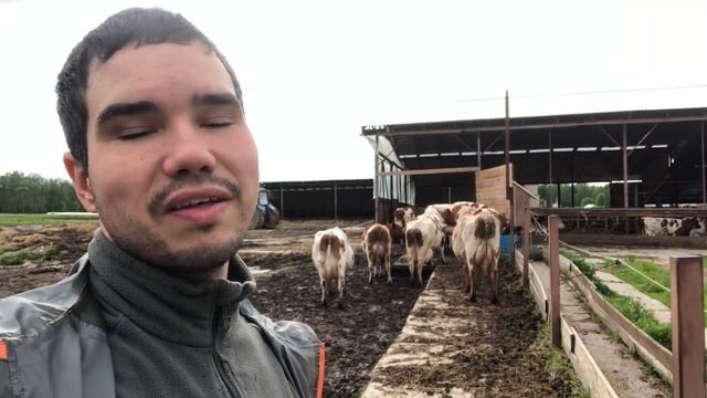 Загоняем коров в загон перед дойкой смотреть онлайн