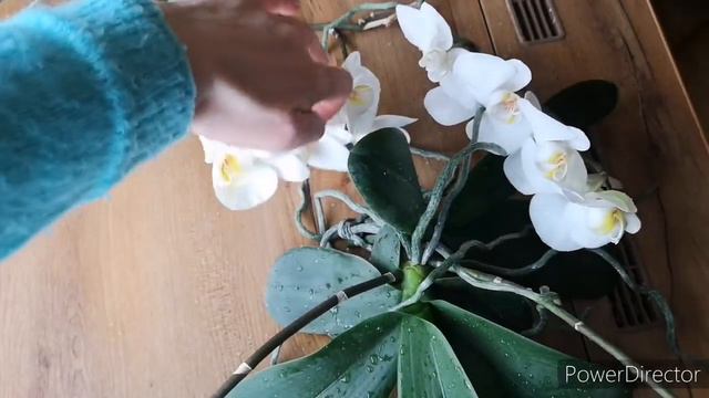 Гигантские детки орхидеи😲 смотреть онлайн