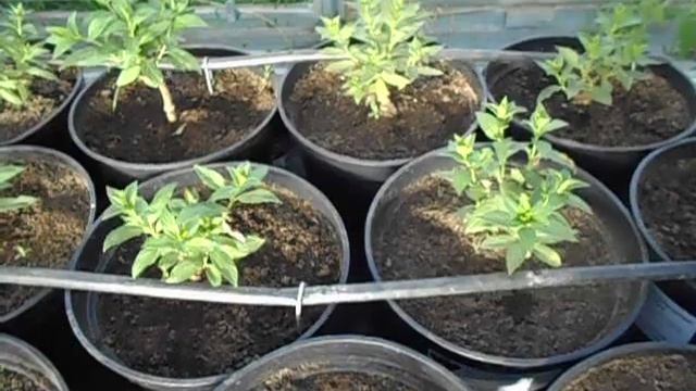 06. 06. 2023 г. Капельный полив над горшками гортензий. смотреть онлайн