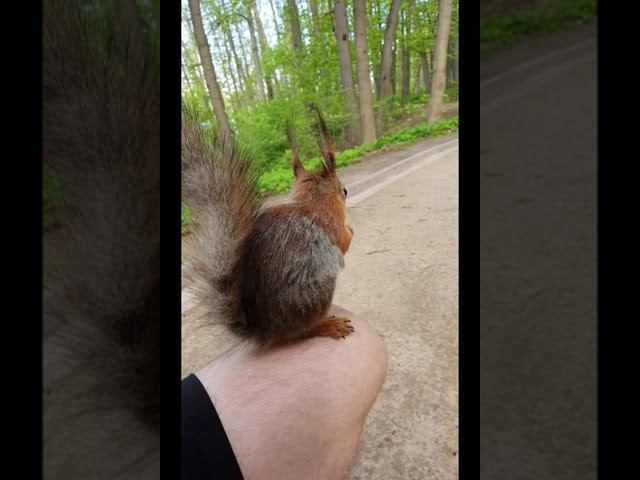 #бег #спорт #белки #тренировки #зож смотреть онлайн