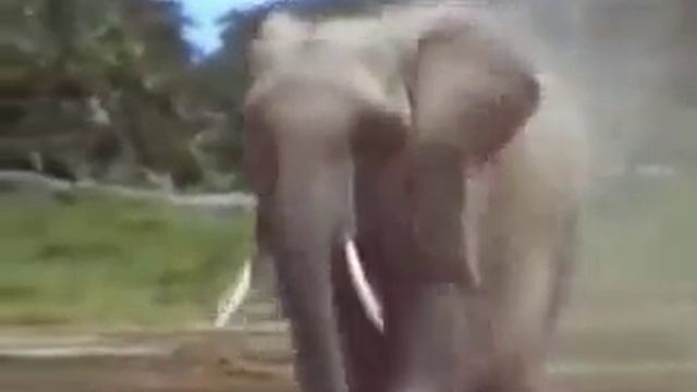 Самопожертвование слона ради слоненка.flv смотреть онлайн