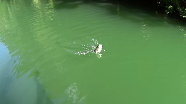 Late Summer Bluegill Fishing with Gulp Minnows смотреть онлайн