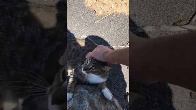 Прогулка по Махмутлару в Алании 10 мая 2020. Турция 🇹🇷 смотреть онлайн