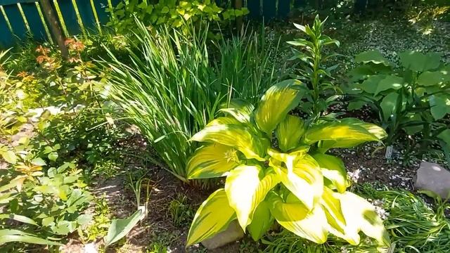 Любимые хосты! Они выросли и я их показываю. смотреть онлайн