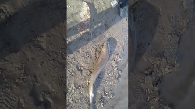 Рыбалка на Селенге и не только закрытие сезона 2022 смотреть онлайн