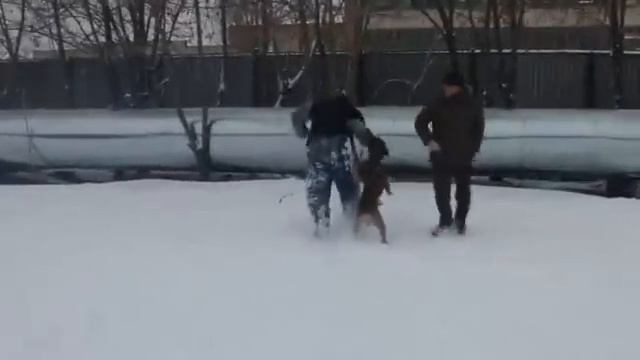 Немецкий боксер. Защита хозяина смотреть онлайн