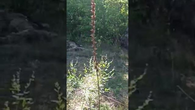 Зачиски в Курских лесах. смотреть онлайн