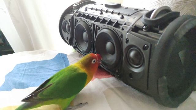 jbl xtreme 3 bass test vs parrot ?!! lfm 70% ✓ .?? смотреть онлайн