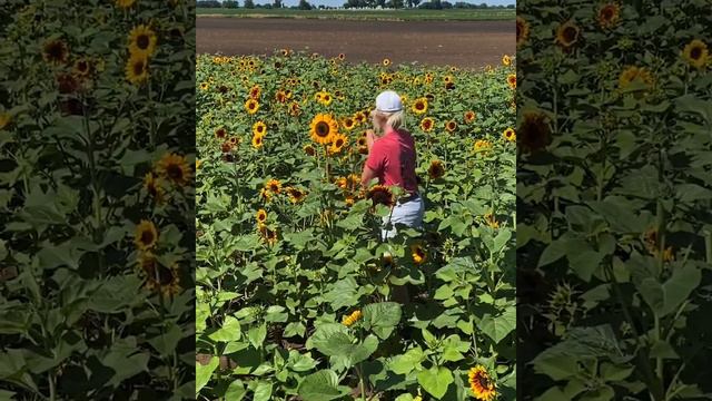 Sunflower Fest смотреть онлайн