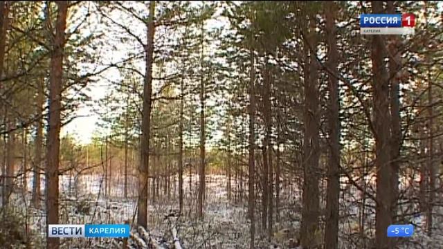 Что такое валежник и как его можно будет собирать смотреть онлайн